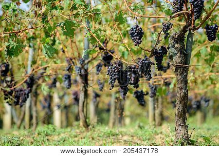 Vineyard with Sangiovese grapes