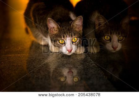Reflection of cat while looking for food and light at sunset