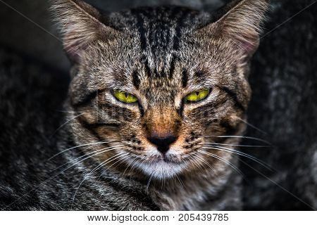 Bored face of a cat which makes it look cute