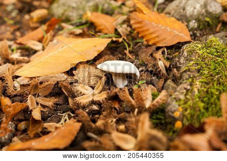 micro world, food, environment concept. lonely small white mushroom that is growing among dead leaves, moss and old prickly skin of walnuts, ripened in autumn
