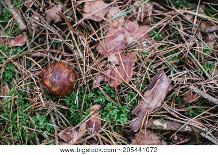 Close Up On Bay Bolete ( Imleria Badia ) In Forest