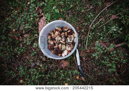 Close Up On  Bay Bolete ( Imleria Badia ) In Basket With Knife