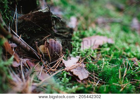 Close Up On  Bay Bolete ( Imleria Badia ) In Forest