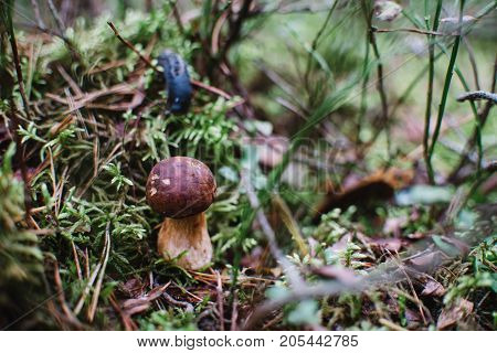 Close up on bay bolete ( Imleria badia ) in forest snail on background