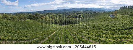 Vineyard along the south Styrian vine route in Austria Europe