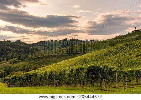 Vineyard in the evening along the south Styrian vine route in Austria Europe