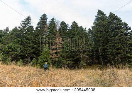nature, hiking, fashion concept. in front of forest composed of great fuzzy spruces there is small figure of highly fashionable woman, standing on the edge of field and forest