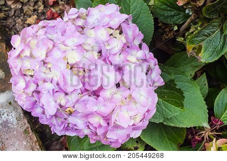 Lavender Hydrangea in full bloom in the garden