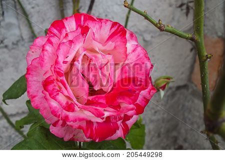 Bright Pink and White Bicolor Rose in Full Bloom in the Garden
