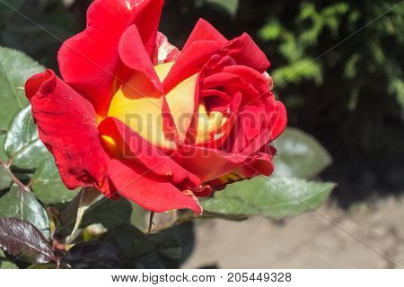 Striking Bright Red and Yellow Bicolor Rose in the Garden