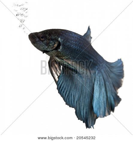 Modrá bojovnice, Betta Splendens, plavání před bílým pozadím