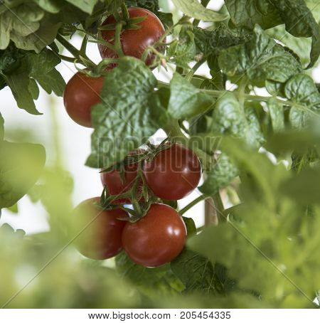Growing the tomatoes. Ripe tomatoes in the vegetable garden.