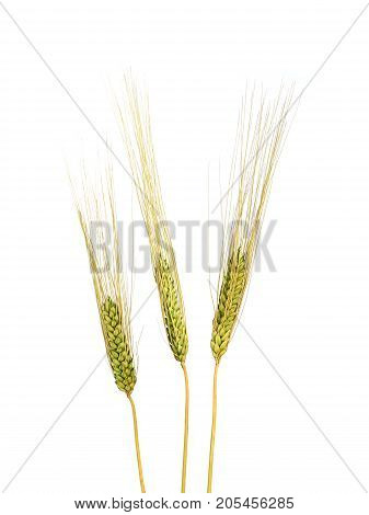 Three Wheat Grain Stalks on a White Background