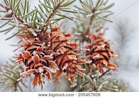 Mature Cone On Branch Of Blue Fir-tree Blue, Green, White, Colorado Blue Spruce, Picea Pungens Cover