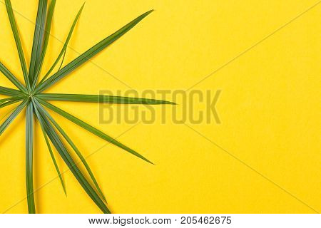 Tropical leaves on yellow background. minimal concept. Flat lay.