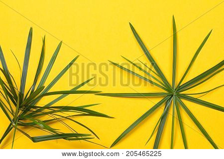 Tropical leaves on yellow background. minimal concept. Flat lay.