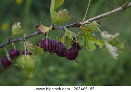 the gooseberries or agrus, Branch with berries purple Agrus, Group of sweet ripe berries gooseberries, agrus in the garden