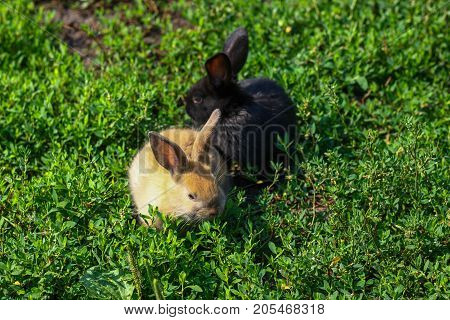 black and red little funny rabbit with long ears in the manger