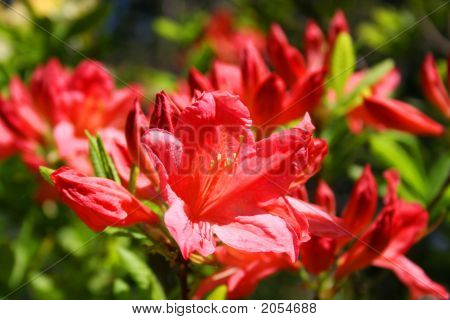 Bellezza dei rododendri