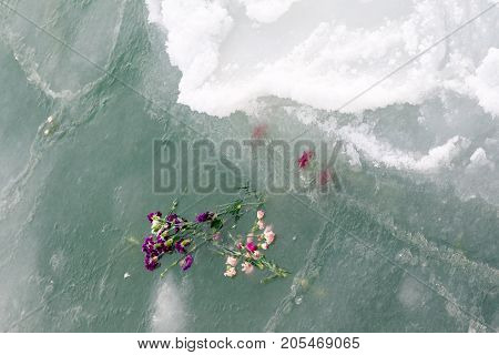 Carnations And Ice. Flowers Thrown Into Sea Water As A Memory Of Those Fallen In The Sea.
