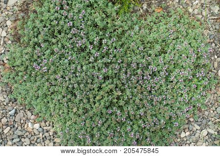 Flowering Creeping Thyme In The Rockery From Above