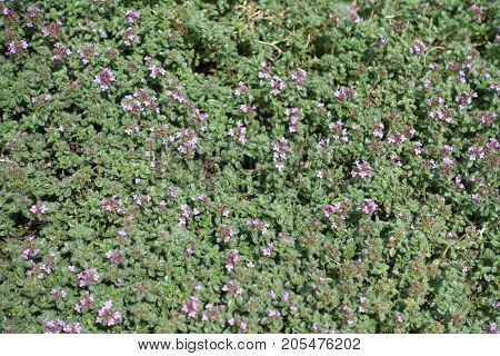 Light Pink Flowers Of Creeping Thyme In Summer