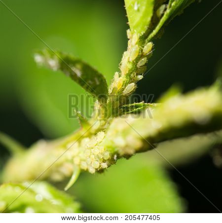 Aphids Under a Leaf . In the park in nature