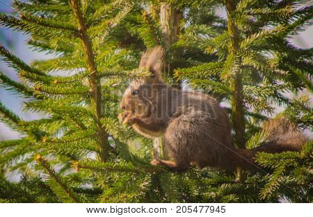 Squirrel sitting down in a spurce tree