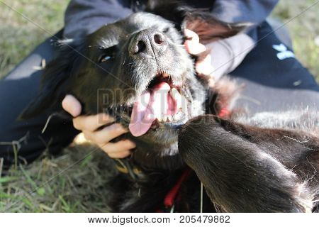 adult black retriever 8 years old being stroked by his owner