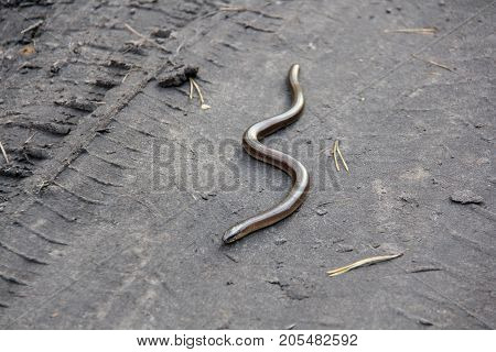 Legless lizard Scheltopusik is scientifically known as Pseudopus apodus