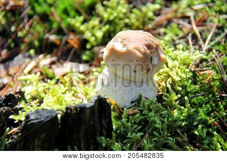 Boletus. Mushroom. Edible mushroom. A large mushroom. A beautiful mushroom in the forest. Mushroom in the moss.