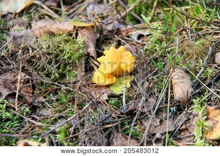 Mushroom. Edible mushroom. A large mushroom. A beautiful mushroom in the forest. Mushroom in the moss.