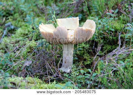 Mushroom. Edible mushroom. A large mushroom. A beautiful mushroom in the forest. Mushroom in the moss.