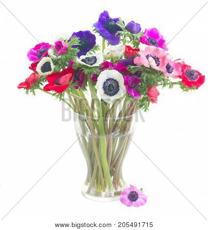 colorful Anemones and roses flowers bouqet in glass vase isolated on white background