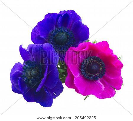 Fresh blooming Anemones blue and pink flowers isolated on white background
