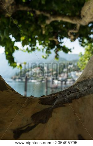 ascona city view through tree trunk with water and leaves romantic tourist toursim