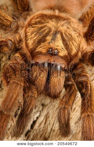 Karaiby złoty Tarantula szary