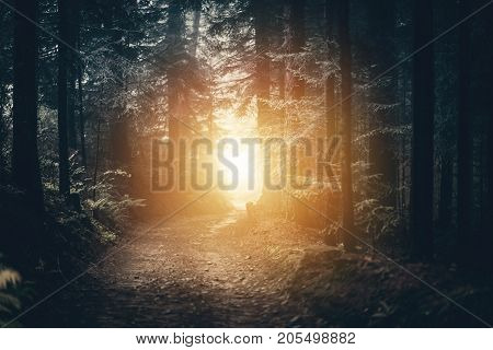 Forest Trailhead To the Light. Dark Forest with Light on the Horizon.