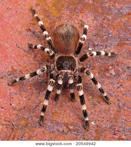 브라질 화이트 스트라이프 독 거미 (Acanthoscurria geniculata)입니다.