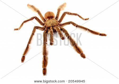 Trinidad Chevron Tarantula.