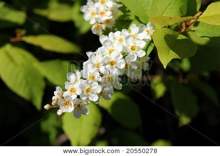 Flores de cereja de pássaro