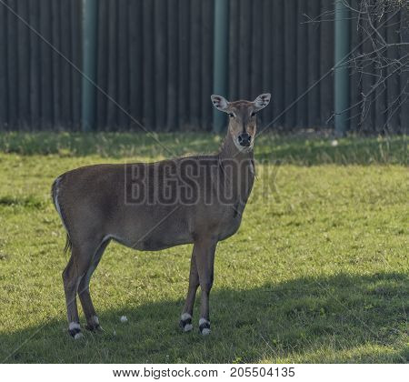 Boselaphus Tragocamelus With Long Head In Green Grass On Meadow