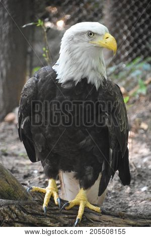 A Big Bald Eagle In A Zoo
