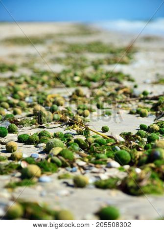 Aegagropila linnaei a kind of green algae from the cladophoraceae family on the sandy Black Sea beach Ukraine