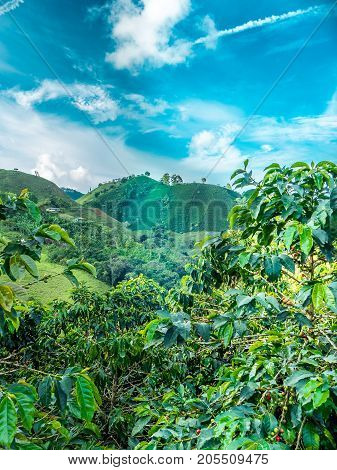 This image shows a coffee plantation in Jerico Colombia