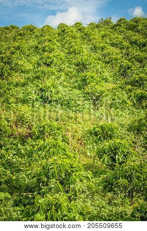 This image shows a coffee plantation in Jerico Colombia