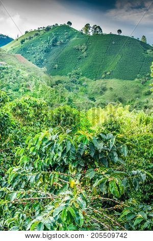 This image shows a coffee plantation in Jerico Colombia