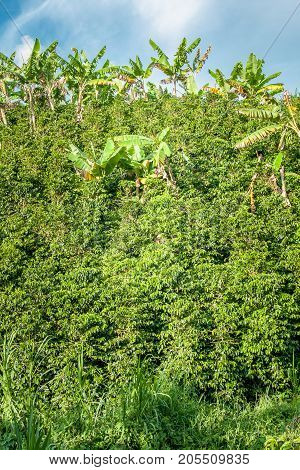 This image shows banana tress in a coffee plantation in Jerico Colombia in the state of Antioquia