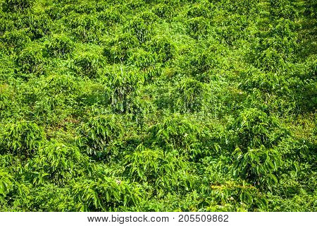 This image shows a coffee plantation in Jerico Colombia