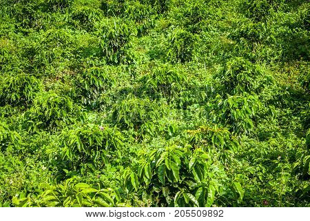 This image shows a coffee plantation in Jerico Colombia